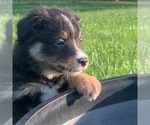 Small Photo #23 Miniature Australian Shepherd Puppy For Sale in BETHANY, IL, USA