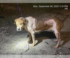 Chinese Shar-Pei-Unknown Mix Dogs for adoption in Ocala, FL, USA