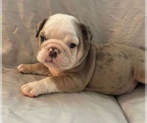 English Bulldog Puppy for sale in JOHNS ISLAND, SC, USA
