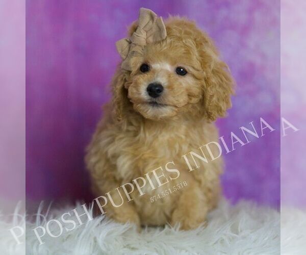 Medium Photo #4 Poodle (Toy) Puppy For Sale in WARSAW, IN, USA