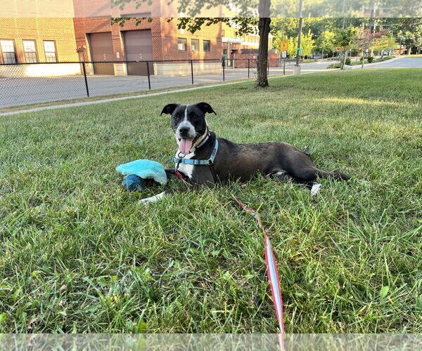 Medium Photo #1 Retriever -Unknown Mix Puppy For Sale in Bridgewater, NJ, USA