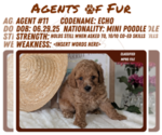Small #9 Poodle (Miniature)