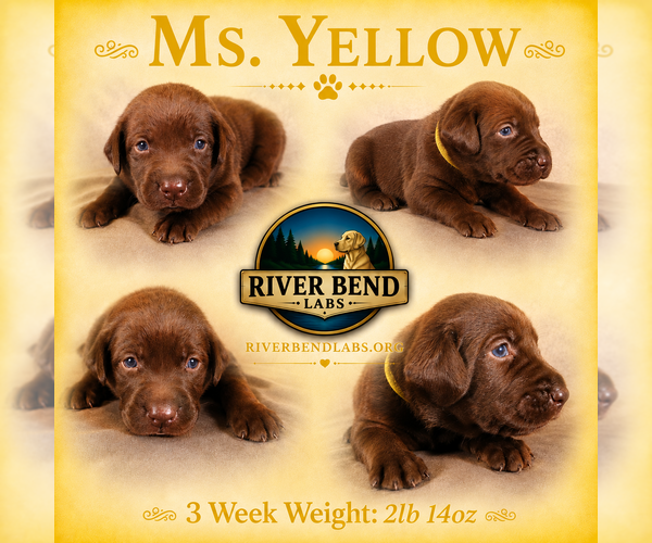 Medium Photo #1 Labrador Retriever Puppy For Sale in WHITNEY, TX, USA