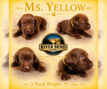 Puppy Ms Yellow Labrador Retriever