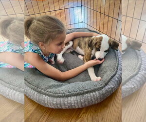 Bear Litter - Winnie - Female Boxer Dog for Adoption - Photo #6