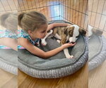 Small Photo #6 Boxer Puppy For Sale in Dumont, NJ, USA
