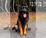 Small Photo #1 German Shepherd Dog Puppy For Sale in GADSDEN, AL, USA