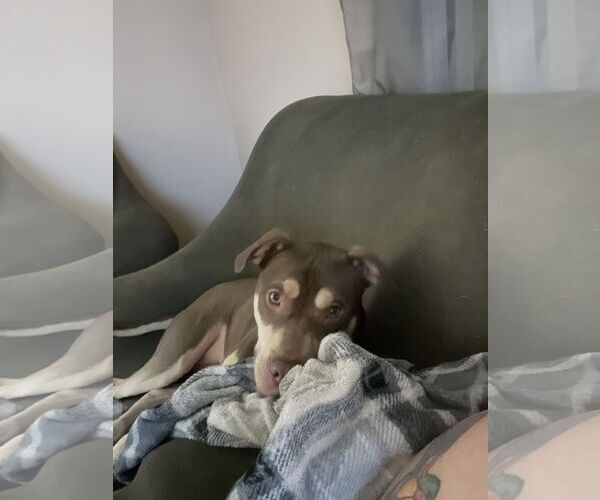 Medium Photo #26 Mutt Puppy For Sale in Holly Springs, NC, USA
