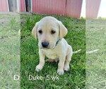 Small Photo #1 Labrador Retriever Puppy For Sale in CATO, NY, USA