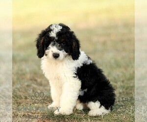 Bernedoodle (Miniature) Puppy for sale in NEW HOLLAND, PA, USA