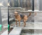 Small #9 Mutt