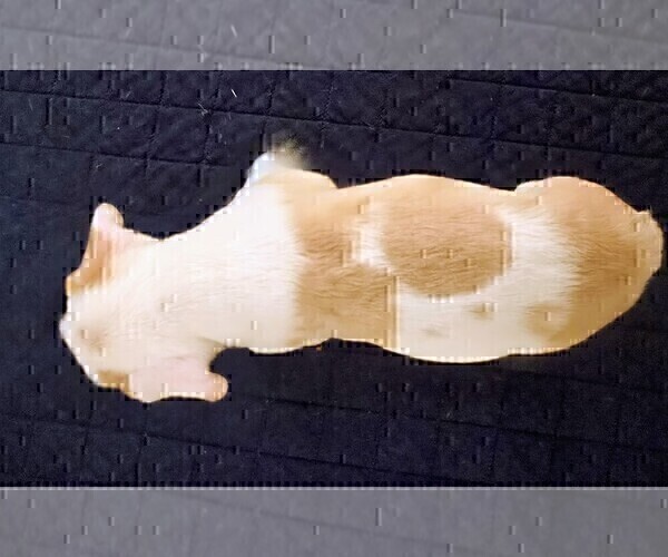 Medium Photo #4 French Bulldog Puppy For Sale in CHINO HILLS, CA, USA