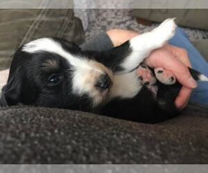 Australian Shepherd Puppy for sale in SPRINGDALE, WA, USA
