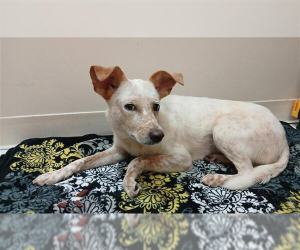 Medium Photo #3 Mutt Puppy For Sale in Corpus Christi, TX, USA