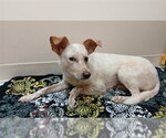 Small #2 Mutt