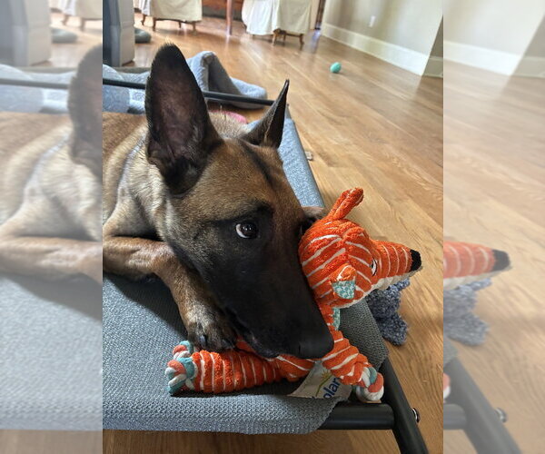 Medium Photo #9 Mutt Puppy For Sale in Imlay City, MI, USA