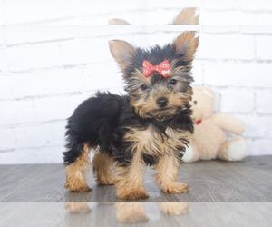 Yorkshire Terrier Puppy for sale in RED LION, PA, USA