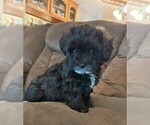 Small #1 Maltipoo