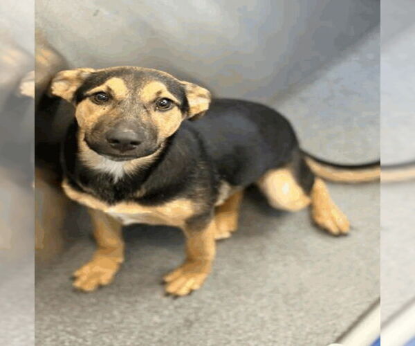 Medium Photo #5 Mutt Puppy For Sale in Canton, CT, USA