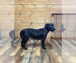 Small #1 Labrador Retriever
