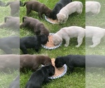 Small Photo #17 Labrador Retriever Puppy For Sale in FRIENDSHIP, WI, USA