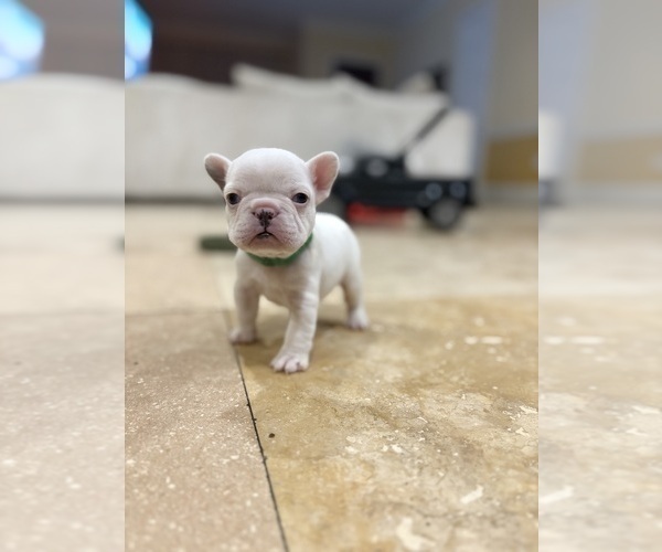 Medium Photo #7 French Bulldog Puppy For Sale in CROSBY, TX, USA