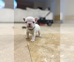 Small #6 French Bulldog