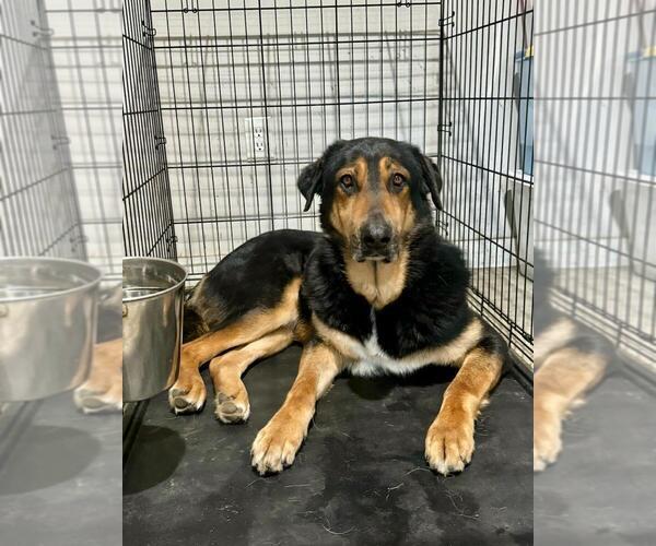 Medium Photo #4 Mutt Puppy For Sale in Brewster, NY, USA