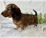 Small #4 Dachshund