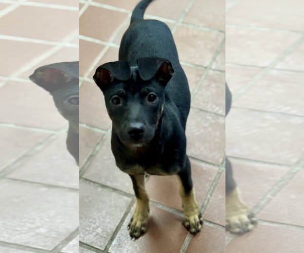 Medium Photo #10 Beagle-Unknown Mix Puppy For Sale in Jefferson, NJ, USA