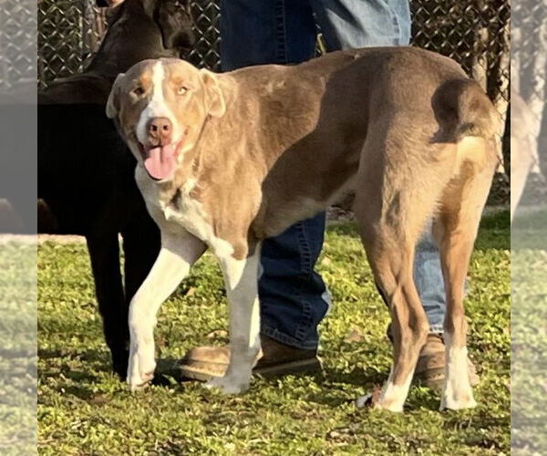 Medium Photo #2 Australian Shepherd-Unknown Mix Puppy For Sale in Ridgefield, CT, USA