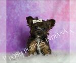 Puppy Tiny Buster Yorkipoo