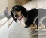 Small #1 Dachshund