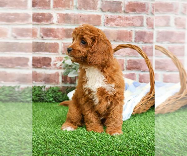 Medium Photo #17 Cavapoo (Miniature) Puppy For Sale in SYRACUSE, IN, USA
