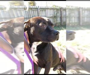Jojo - Male Boxador Dog for Adoption - Photo #4