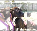 Small Photo #4 Boxador Puppy For Sale in Jackson, MS, USA