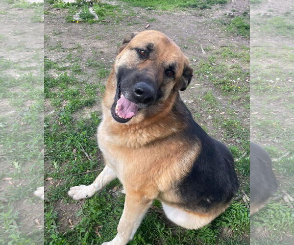 Medium Photo #1 Great Pyrenees-Unknown Mix Puppy For Sale in Columbus, IN, USA