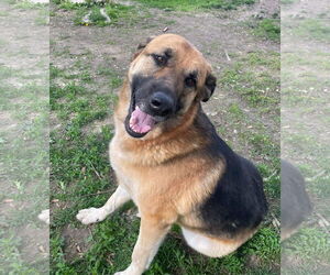 Great Pyrenees-Unknown Mix Dogs for adoption in Columbus, IN, USA