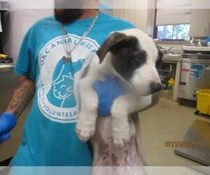 Mutt Dogs for adoption in Oklahoma City, OK, USA