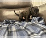 Small Photo #37 American Bully Puppy For Sale in REESEVILLE, WI, USA