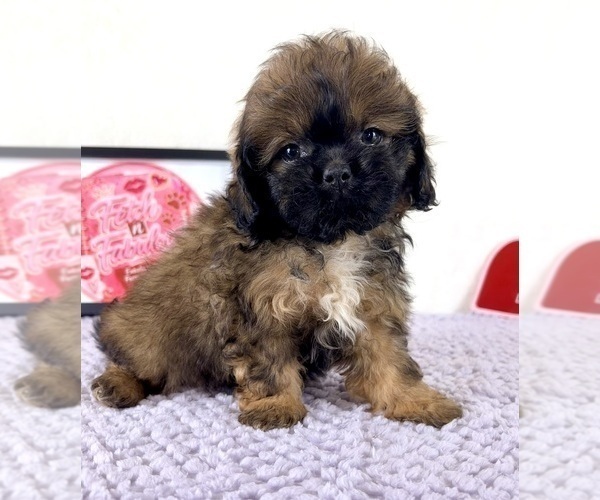 Medium Photo #1 Shih-Poo Puppy For Sale in INDIANAPOLIS, IN, USA