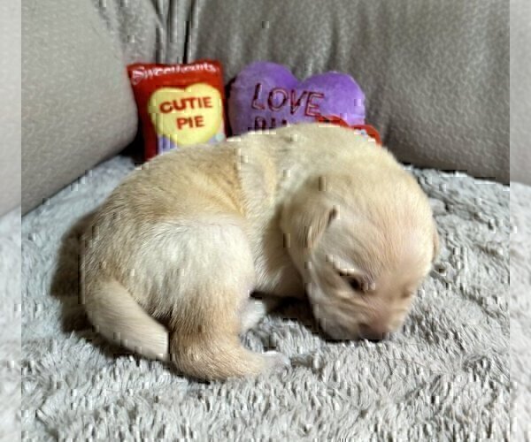 Medium Photo #41 Labrador Retriever Puppy For Sale in HIGH POINT, NC, USA