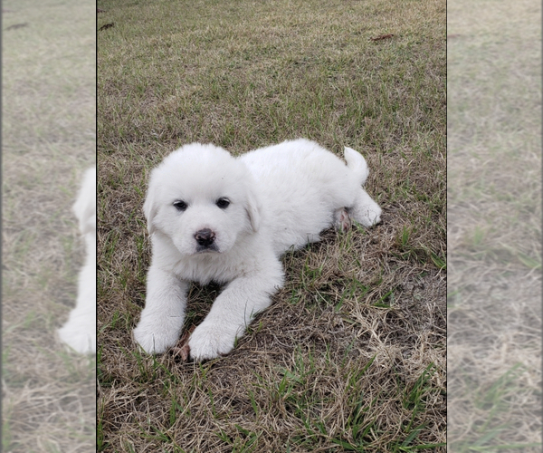Medium Photo #1 Great Pyrenees Puppy For Sale in UMATILLA, FL, USA