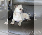 Small #5 Pug Mix