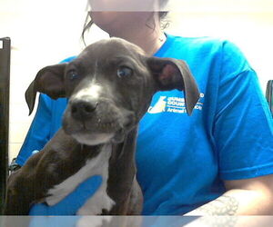 Mutt Dogs for adoption in Fayetteville, NC, USA