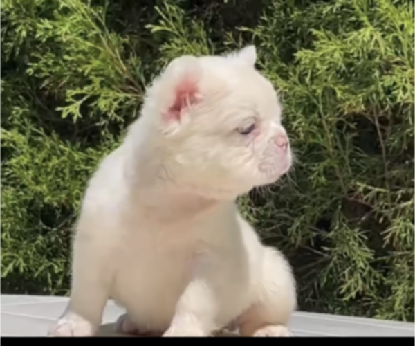 Medium Photo #10 French Bulldog Puppy For Sale in CHATTANOOGA, TN, USA