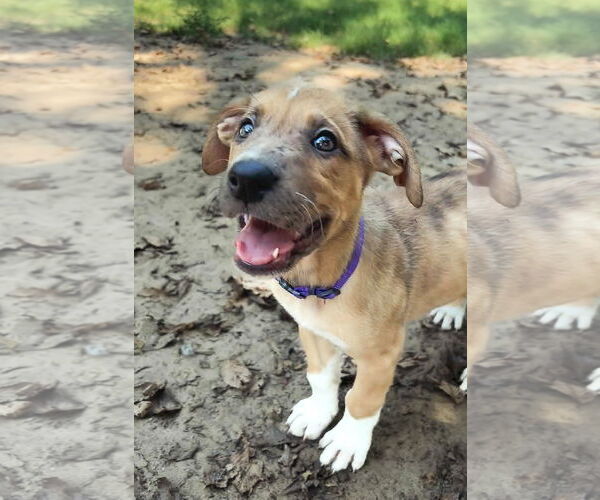 Medium Photo #4 Shepradors Puppy For Sale in McKinney, TX, USA