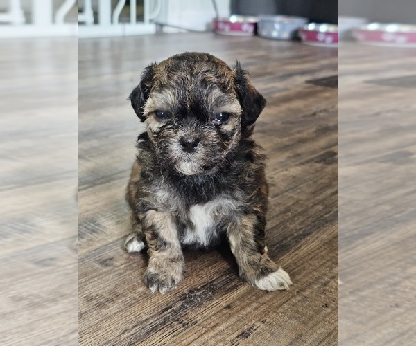 Medium Photo #3 Zuchon Puppy For Sale in LEXINGTON, OH, USA