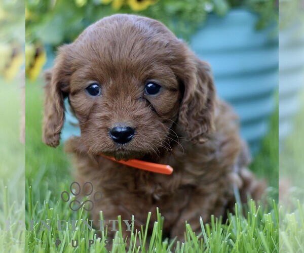 Medium Photo #5 Cavapoo (Miniature) Puppy For Sale in QUARRYVILLE, PA, USA