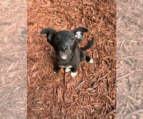 Medium Photo #3 Border Collie-Unknown Mix Puppy For Sale in Mount Pleasant, SC, USA